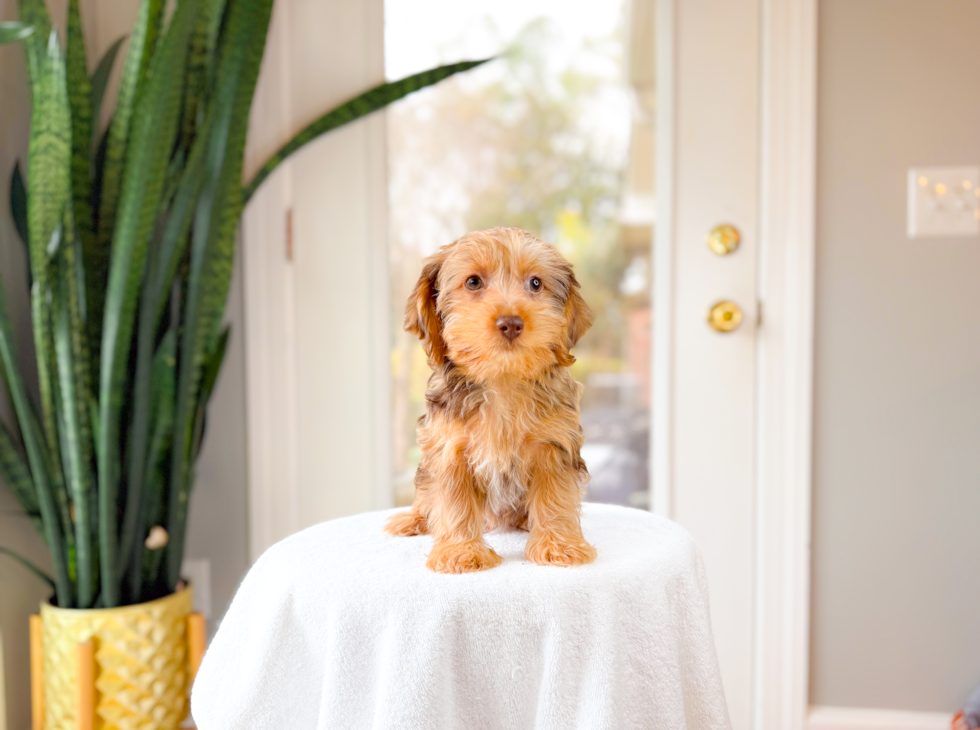 Cute Yorkie Poo Baby