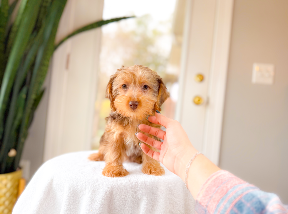 Best Yorkie Poo Baby