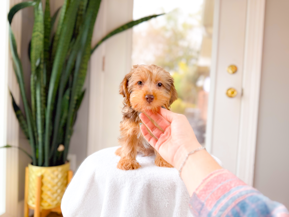 Cute Yorkie Poo Baby
