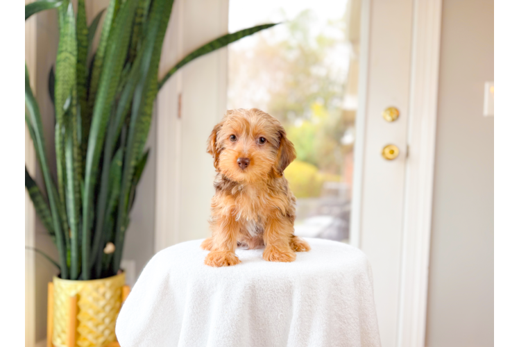 Best Yorkie Poo Baby