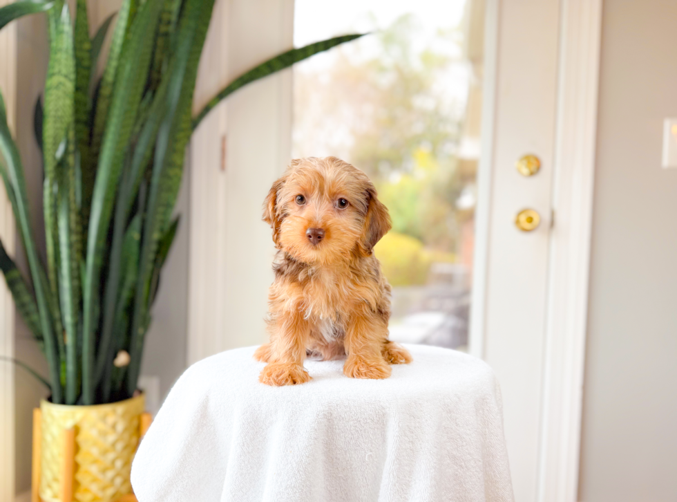 Best Yorkie Poo Baby