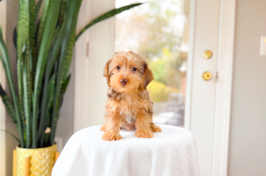 Best Yorkie Poo Baby