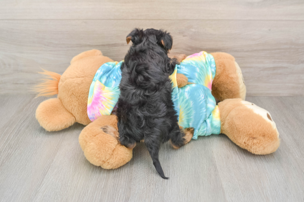 Yorkie Poo Puppy for Adoption