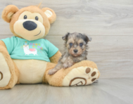 6 week old Yorkie Poo Puppy For Sale - Simply Southern Pups