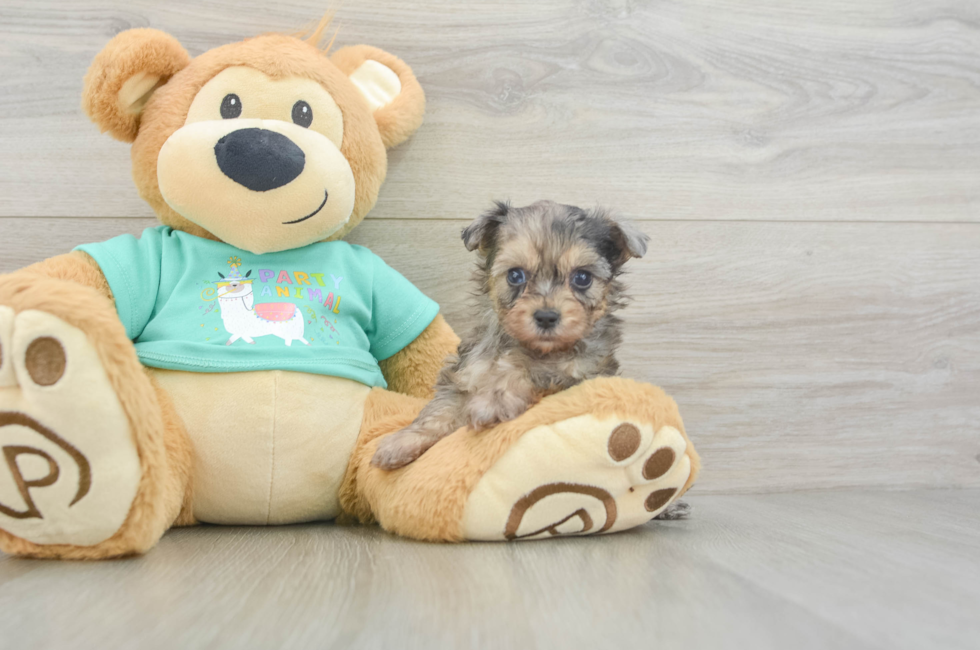 5 week old Yorkie Poo Puppy For Sale - Simply Southern Pups