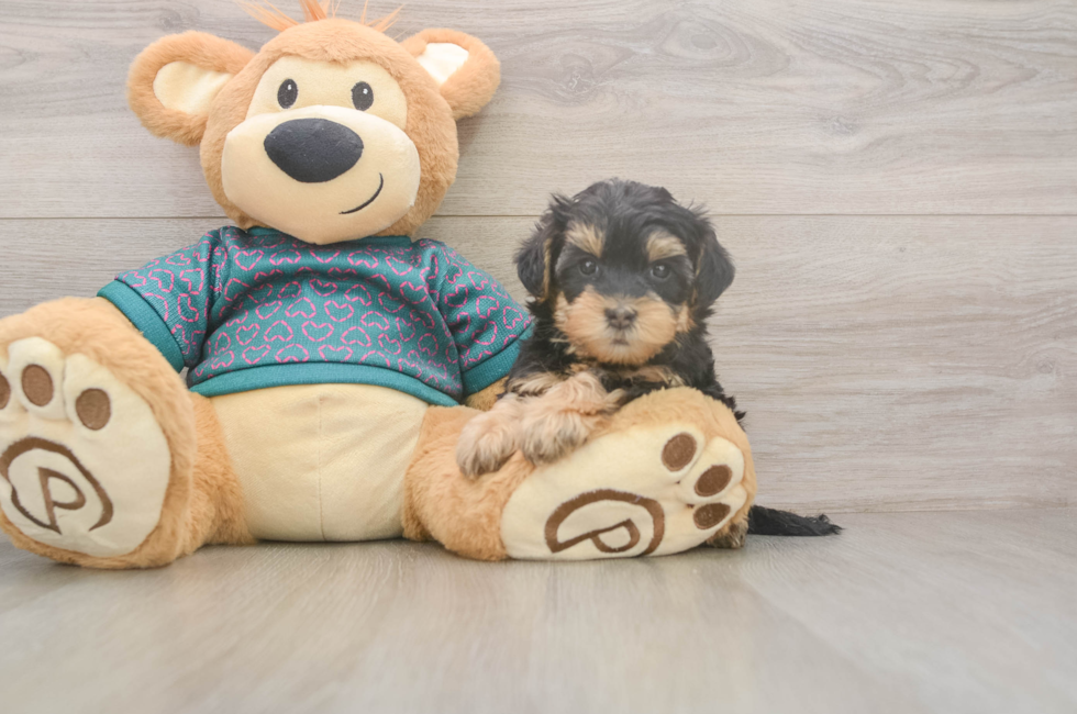 5 week old Yorkie Poo Puppy For Sale - Simply Southern Pups