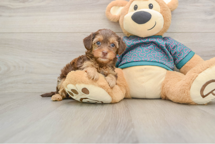 Yorkie Poo Puppy for Adoption