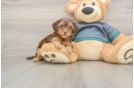 Yorkie Poo Puppy for Adoption