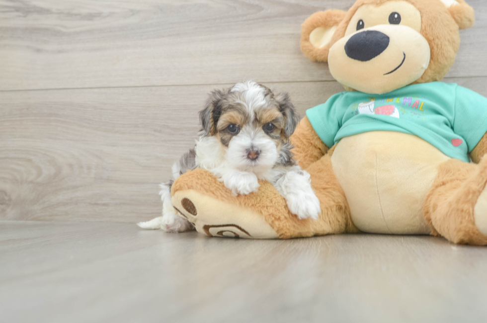 6 week old Yorkie Poo Puppy For Sale - Simply Southern Pups