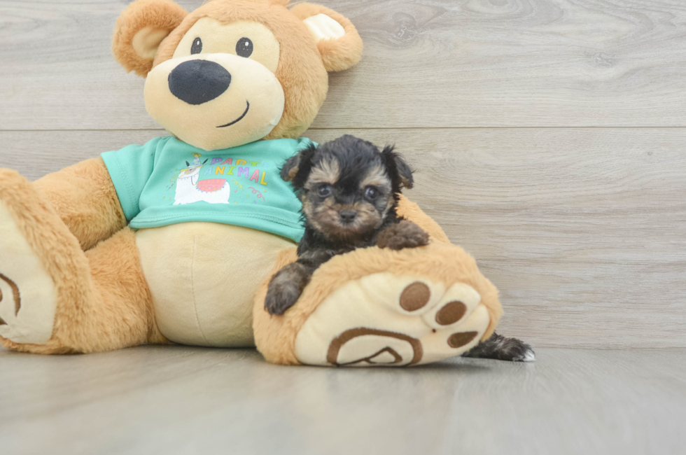 5 week old Yorkie Poo Puppy For Sale - Simply Southern Pups