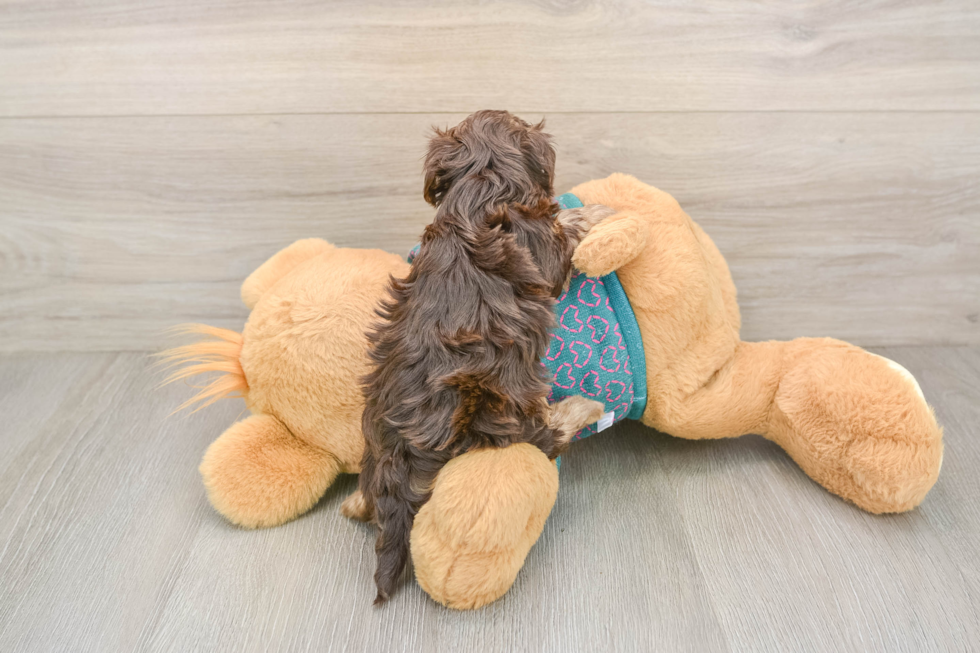 Playful Yo Yo Poo Poodle Mix Puppy