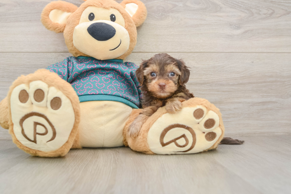 Fluffy Yorkie Poo Poodle Mix Pup