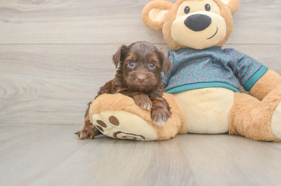 6 week old Yorkie Poo Puppy For Sale - Simply Southern Pups