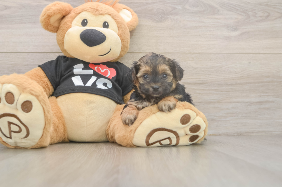 5 week old Yorkie Poo Puppy For Sale - Simply Southern Pups