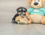 8 week old Yorkie Poo Puppy For Sale - Simply Southern Pups