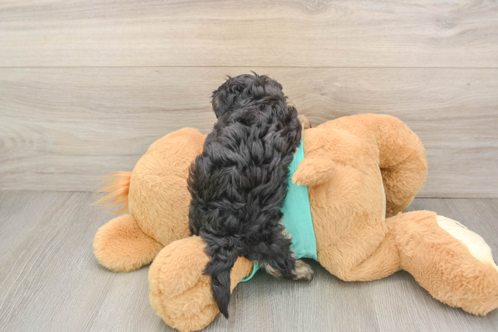 Cute Yorkie Poo Baby