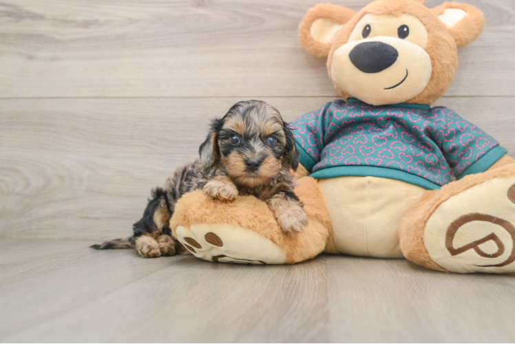 Hypoallergenic Yorkie Doodle Poodle Mix Puppy