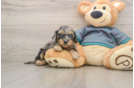 Hypoallergenic Yorkie Doodle Poodle Mix Puppy
