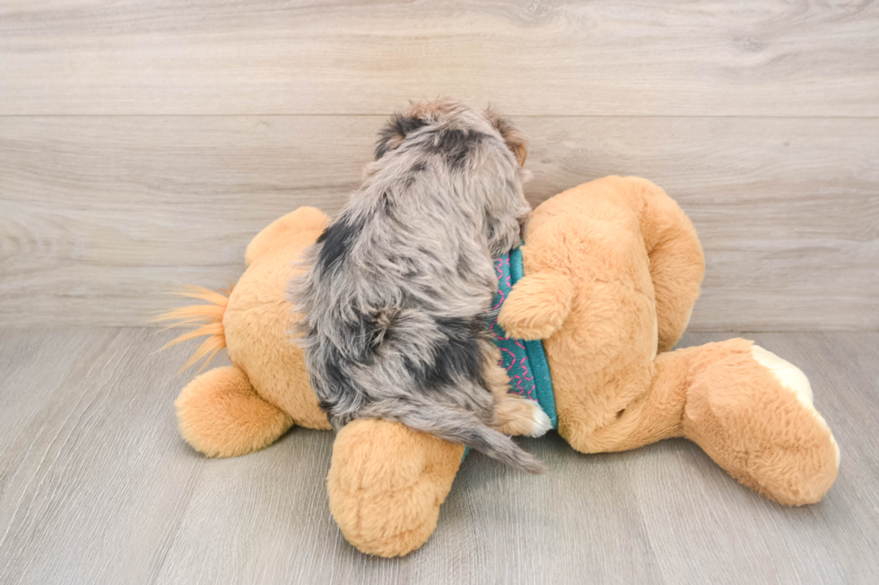 Best Yorkie Poo Baby