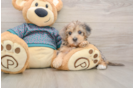 Yorkie Poo Pup Being Cute