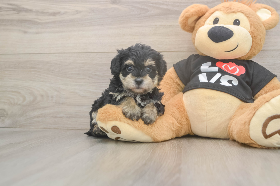 5 week old Yorkie Poo Puppy For Sale - Simply Southern Pups