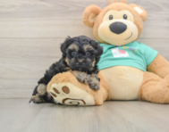 9 week old Yorkie Poo Puppy For Sale - Simply Southern Pups