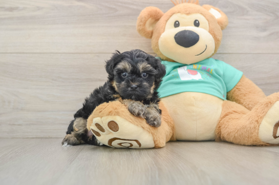 Energetic Yorkipoo Poodle Mix Puppy
