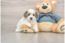 Cute Yorkie Poo Baby