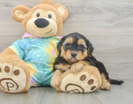 7 week old Yorkie Poo Puppy For Sale - Simply Southern Pups