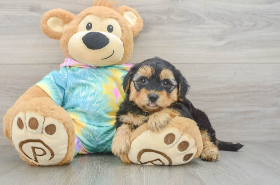 5 week old Yorkie Poo Puppy For Sale - Simply Southern Pups