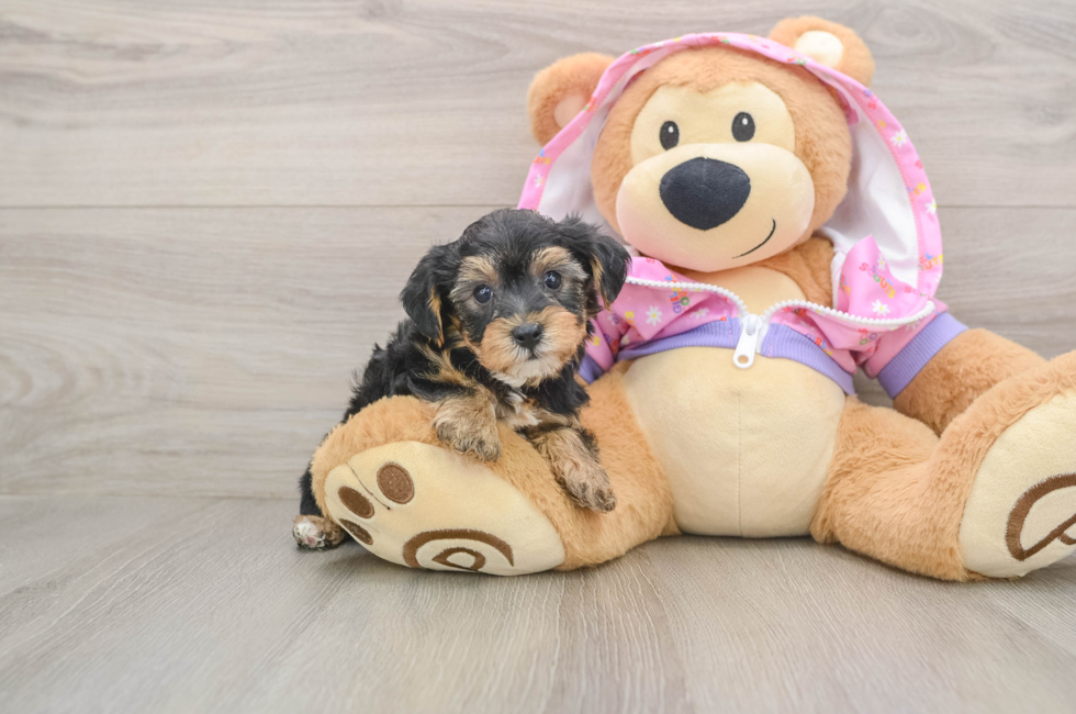 5 week old Yorkie Poo Puppy For Sale - Simply Southern Pups