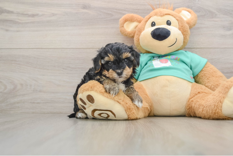 Playful Yo Yo Poo Poodle Mix Puppy