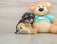 8 week old Yorkie Poo Puppy For Sale - Simply Southern Pups