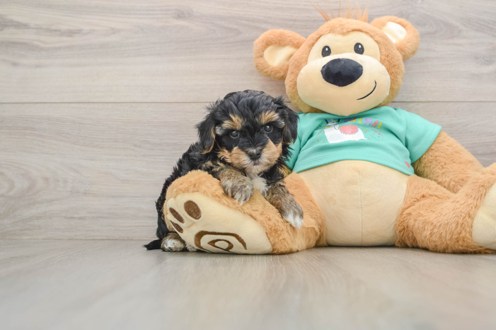 Playful Yo Yo Poo Poodle Mix Puppy
