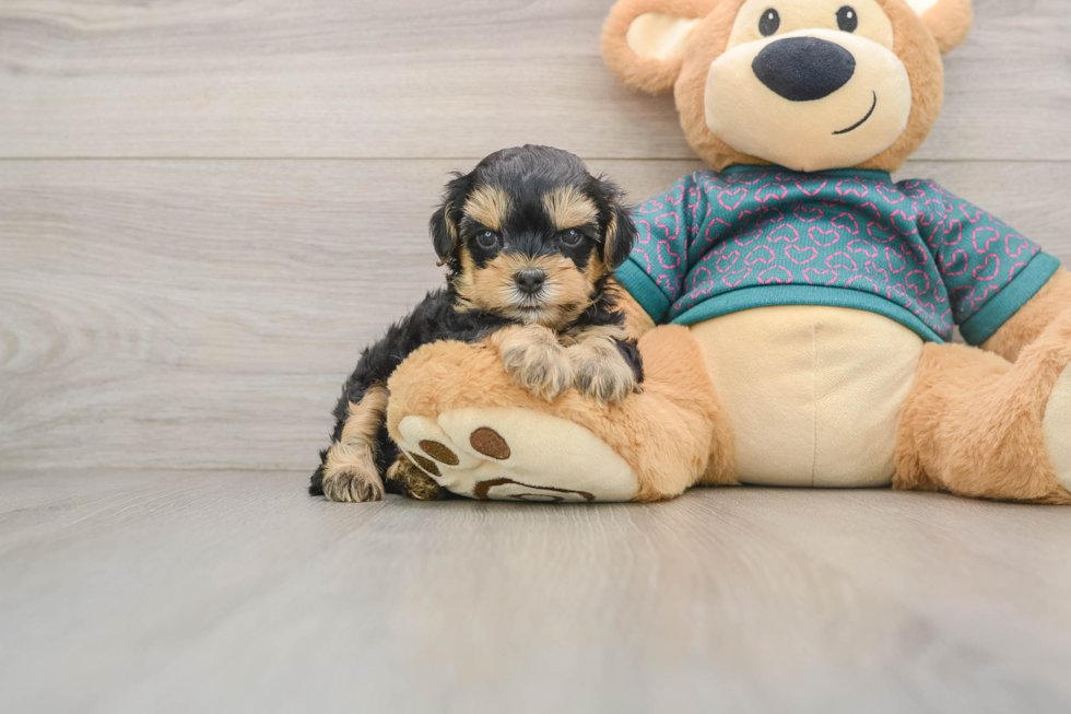 Best Yorkie Poo Baby
