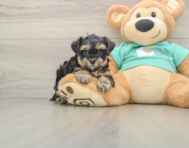 8 week old Yorkie Poo Puppy For Sale - Simply Southern Pups