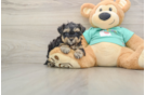 Yorkie Poo Pup Being Cute