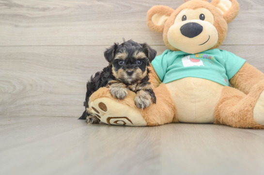 Yorkie Poo Pup Being Cute