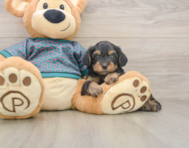 7 week old Yorkie Poo Puppy For Sale - Simply Southern Pups
