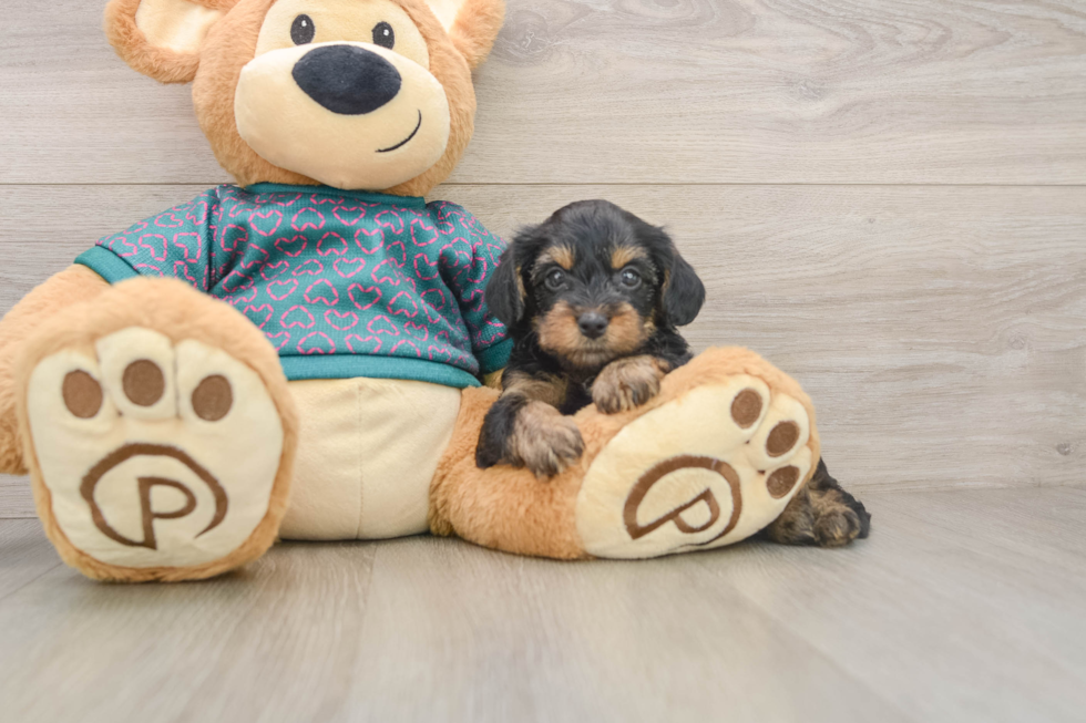 Best Yorkie Poo Baby