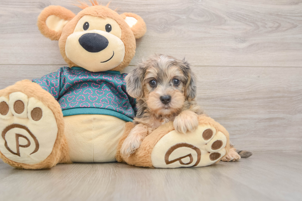 Popular Yorkie Poo Poodle Mix Pup