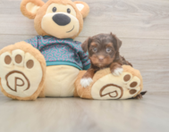 9 week old Yorkie Poo Puppy For Sale - Simply Southern Pups