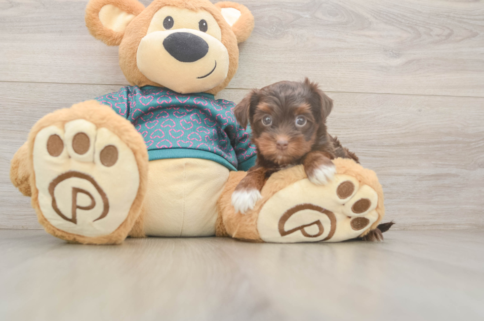 6 week old Yorkie Poo Puppy For Sale - Simply Southern Pups