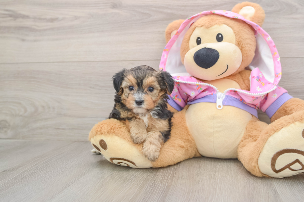 Best Yorkie Poo Baby