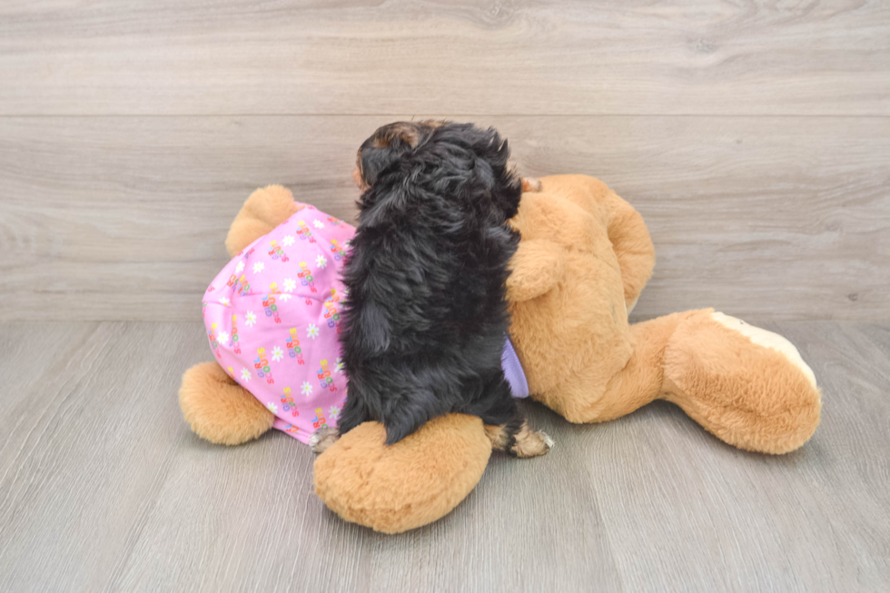 Adorable Yorkiedoodle Poodle Mix Puppy