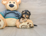 8 week old Yorkie Poo Puppy For Sale - Simply Southern Pups