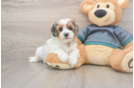 Little Yorkie Poodle Mix Poodle Mix Puppy