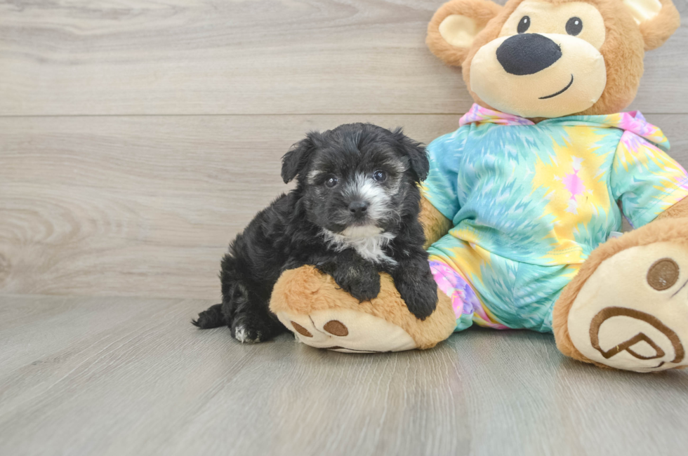 5 week old Yorkie Poo Puppy For Sale - Simply Southern Pups