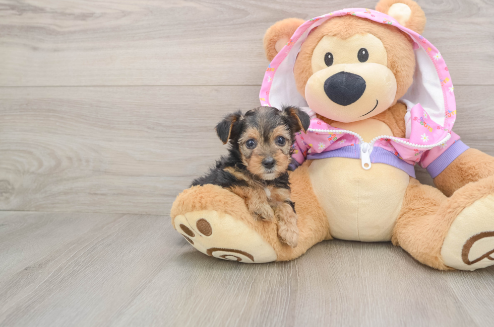 5 week old Yorkie Poo Puppy For Sale - Simply Southern Pups