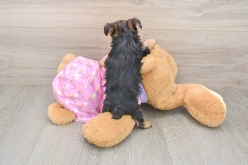 Yorkie Poo Puppy for Adoption